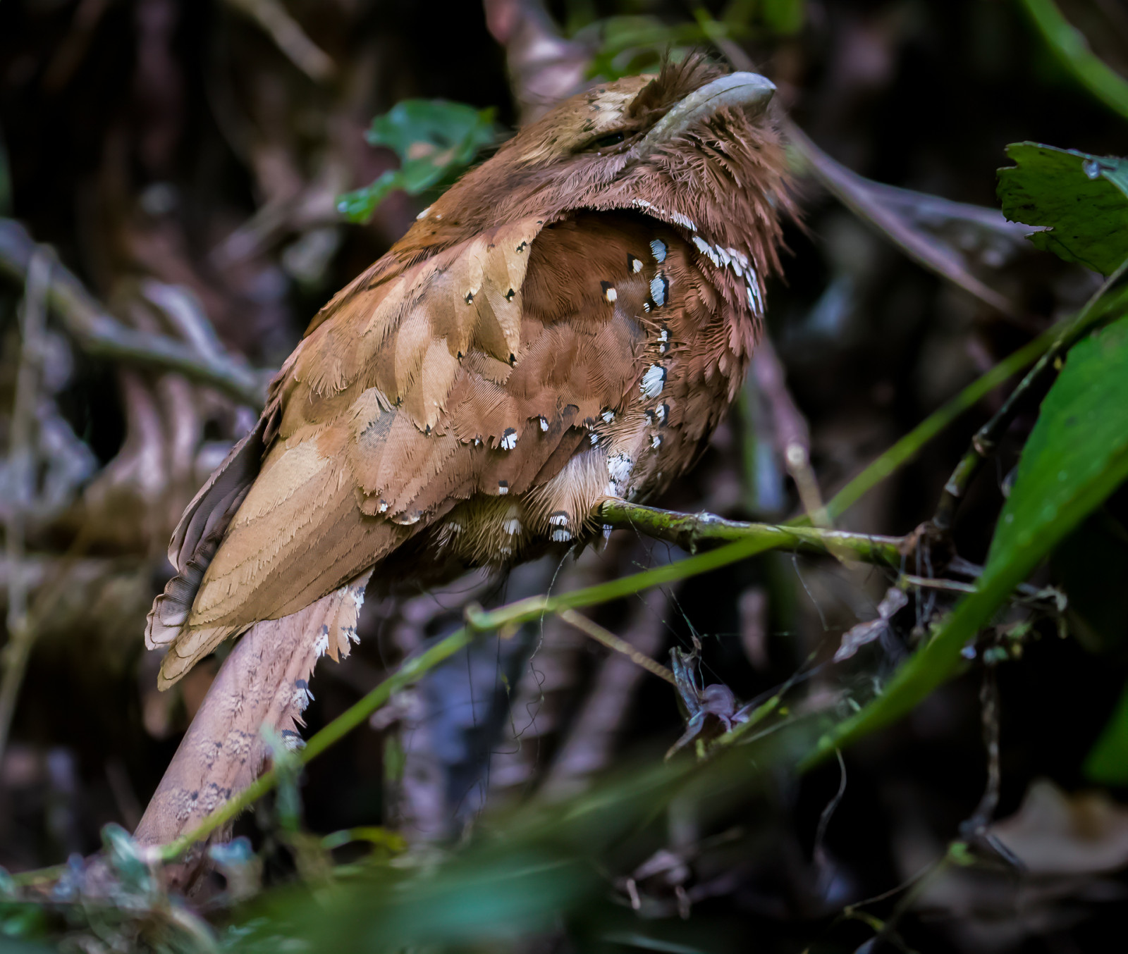 image Sri Lanka Frogmouth